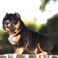 grimygurber