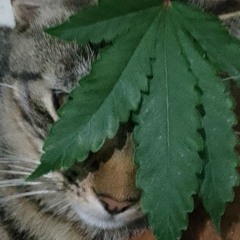 Terpenoide