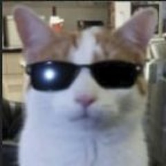 gato