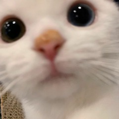 Killy