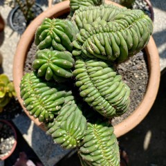 Ferrugem Em Casa Ao Vivo - Vol 1.mp3