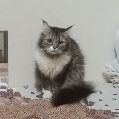 البنت اللي هي