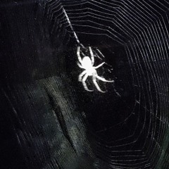 احنه شمره من الصدر يسبع كنطره