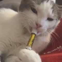 𝙡𝙭𝙞𝙡𝙖!