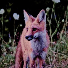 FoxGlance