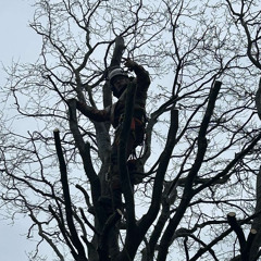 Treeshagga🤙🏼🤪