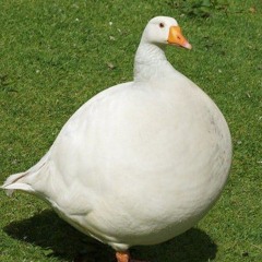 honks and water drops