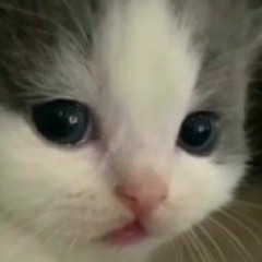 Elwee_to228