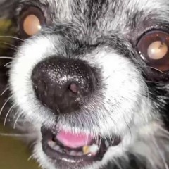 IIIIIIIIIIII