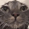 olivecat
