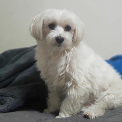 Dephan's dog