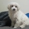 Dephan's dog