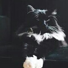 Regenerate · Settings Your random name is...