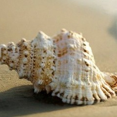 Peter Jacub Harrison