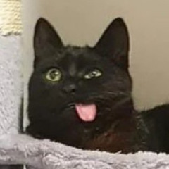 dman