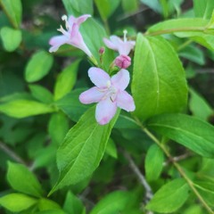주연