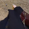 Amal