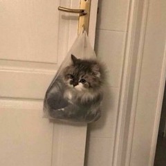 Cat lover 99