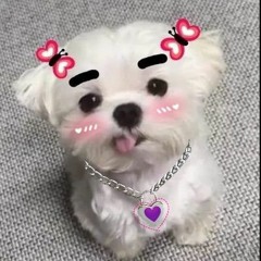 ccccxyz