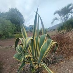Juju Naturel Negres