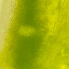 Pethylenx