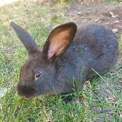 Black Rabbit