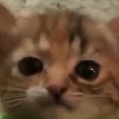 The cat that could