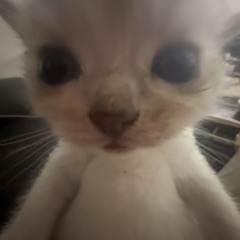 느좋