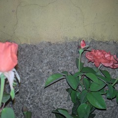 Lights won't bright till yesterday