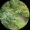 naturepilledtreecel