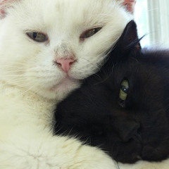 meow
