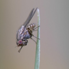 19.SSL12- Micros - SE8 - Noise-test