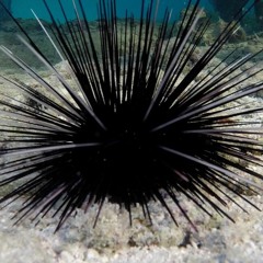 Sworn Off Street Urchins