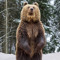 grizzli