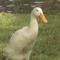 smartestgoose