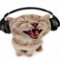 tabby