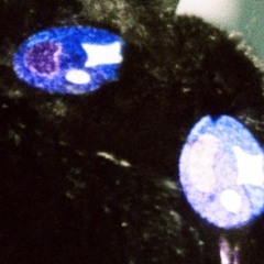 Deathbed DaSecondComing