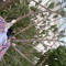 TreeMan