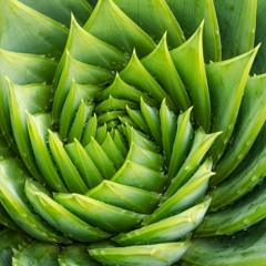 aloe