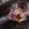 rewws