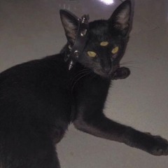 Boscacci