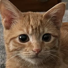 SAM