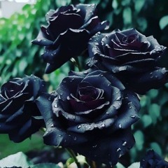 D3n1