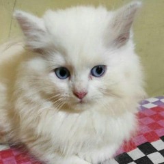 🐱 💜