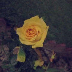 amna