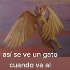 todos los gatos van al cielo
