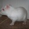 Vinicius Twitch