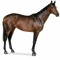 Horsey_Guy