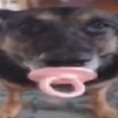 doge droge