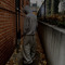 faed